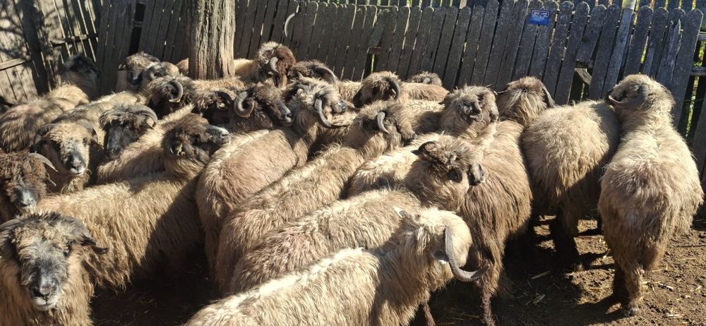 Animale de vanzare.