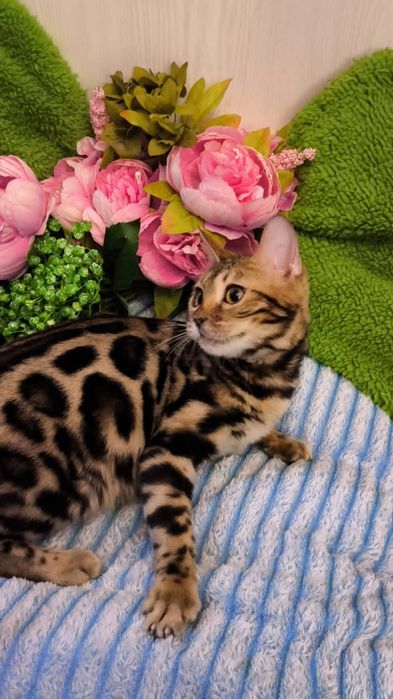 Бенгальская - Девочка ! Есть доставка ( г.Алматы )