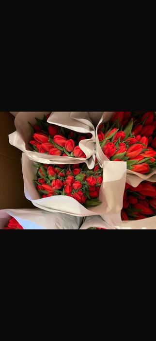 ТЮЛЬПАНЫ Оптом и в розницу