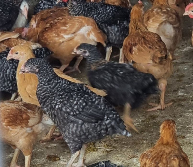 Pui alb de carne si pui rasă mixtă