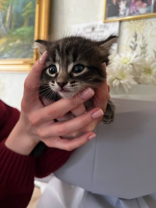 Отдам котенка в хорошие руки