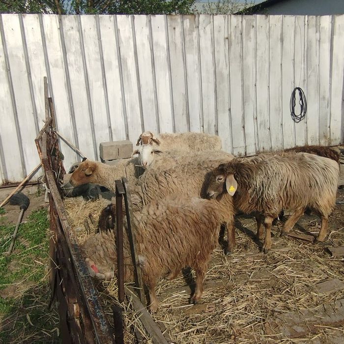 бараны  овцы  кой баран