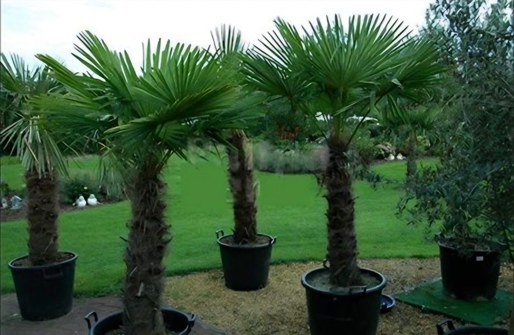 Vând plante ornamentale de diferite specii