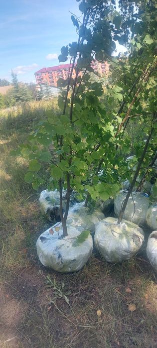 Липа ясень дуб