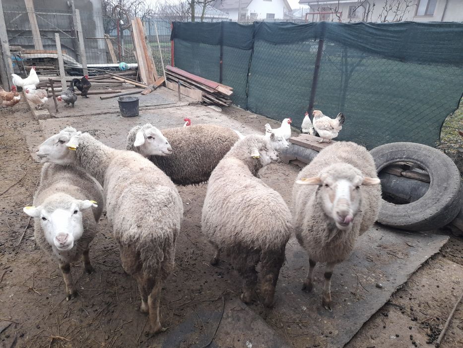 Oi gestație de vânzare