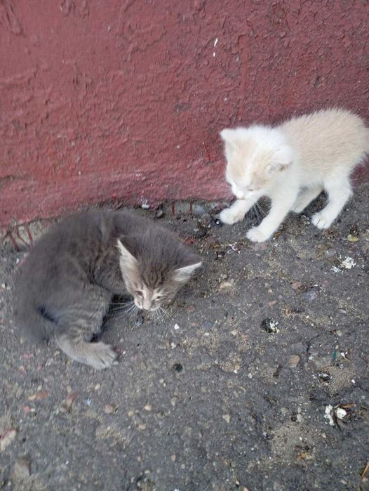 Котятам нужен дом! Срочно!