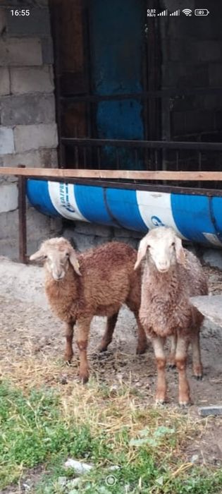И продам баранов деачки
