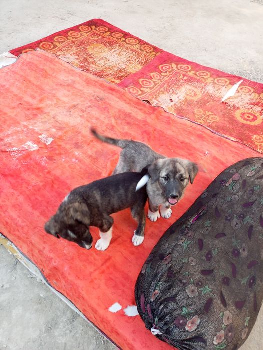 Itlar sotiladi oladiganlar yozsin