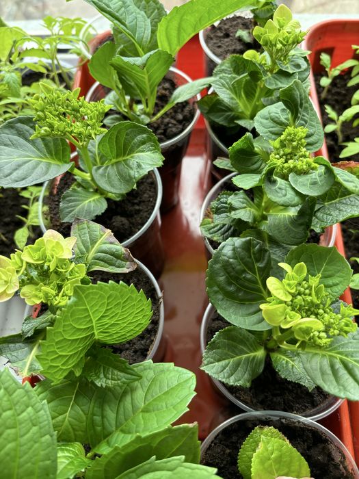 Продам гортензию