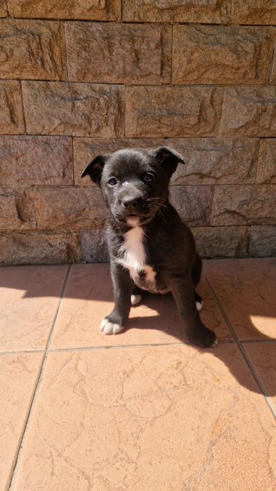 Отдам щенков Лайки