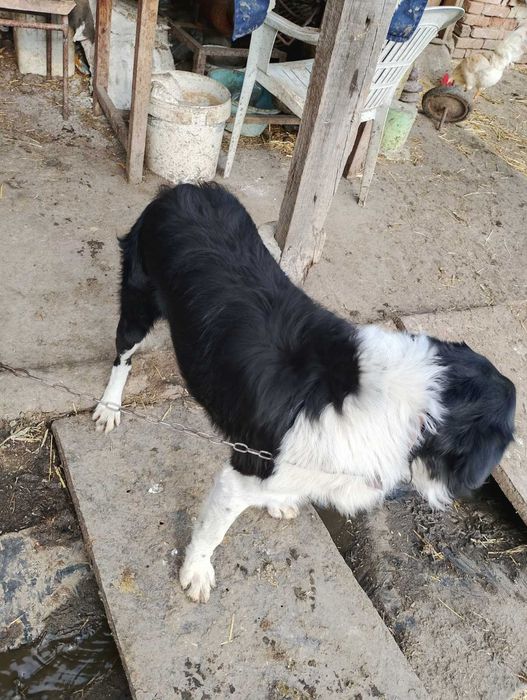 Малки кученца Бордър Коли чистокръвни