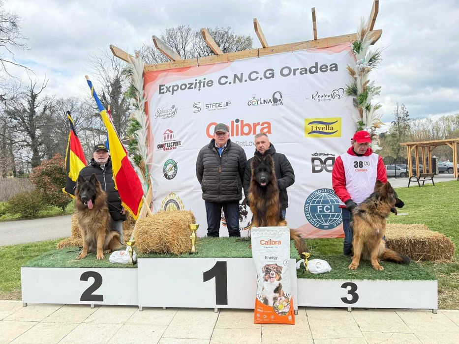 Ciobanesc German par lung