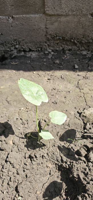 Алоказия крупно листовой