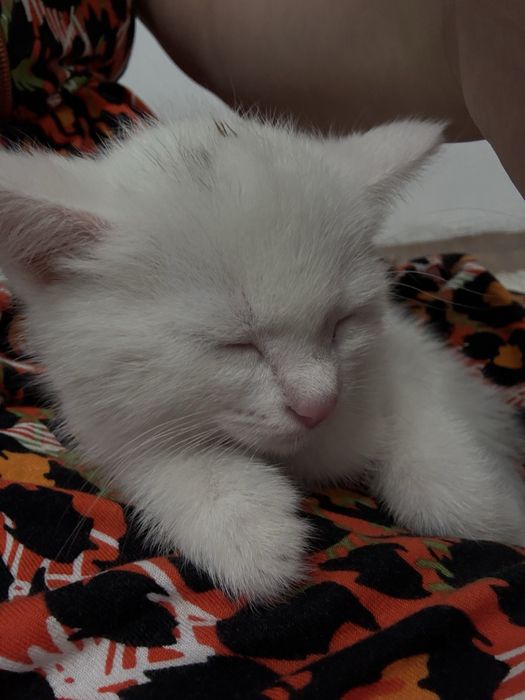 Белая кошка сиамский