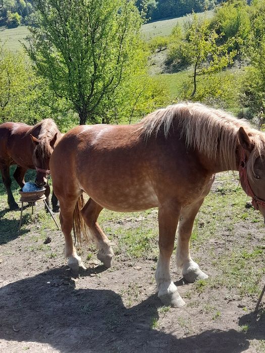 Vând armasar de 2 ani linia Miutescu