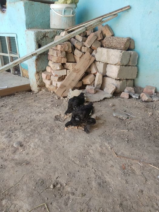 bramalar sotiladi zoti toza