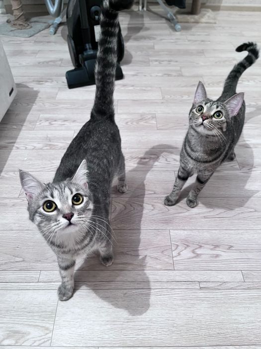 Отдам кошек в добрые руки