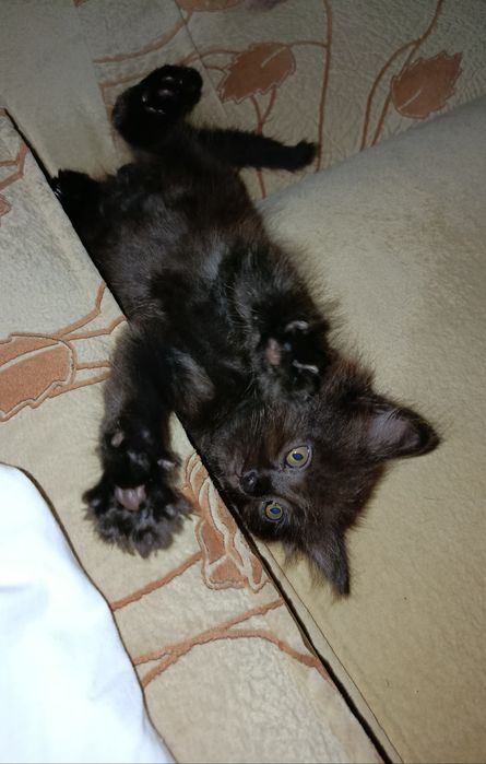 Отдам котенка в добрые руки