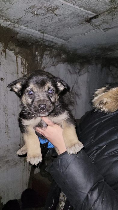 Классные щенки ищут дом и доброго хозяина