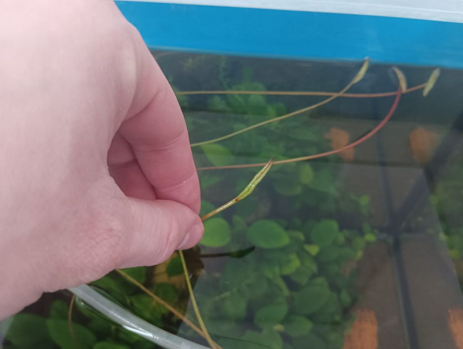 Семена лотоса...