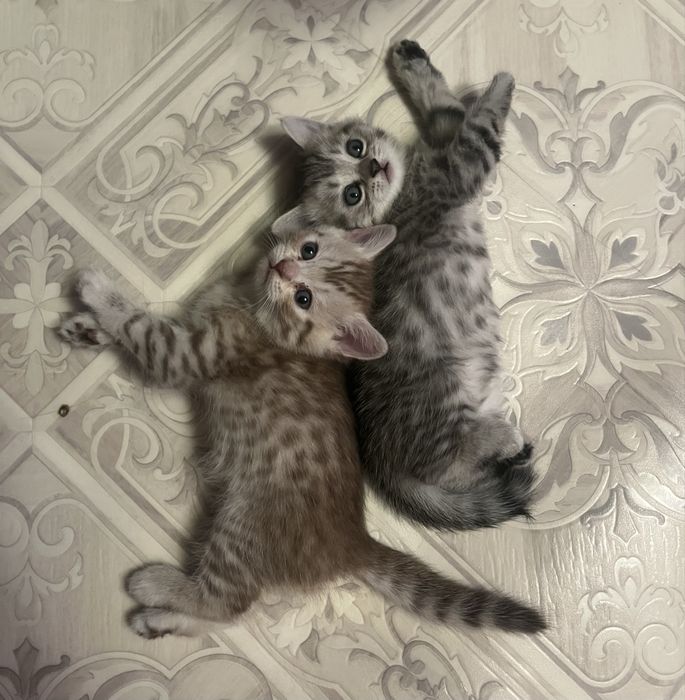 Котята шотландцы