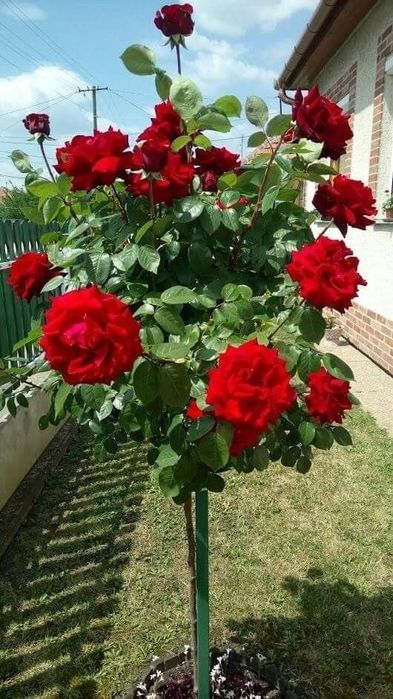 Trandafiri Pomișor (Diferite Culori Și Nuanțe)