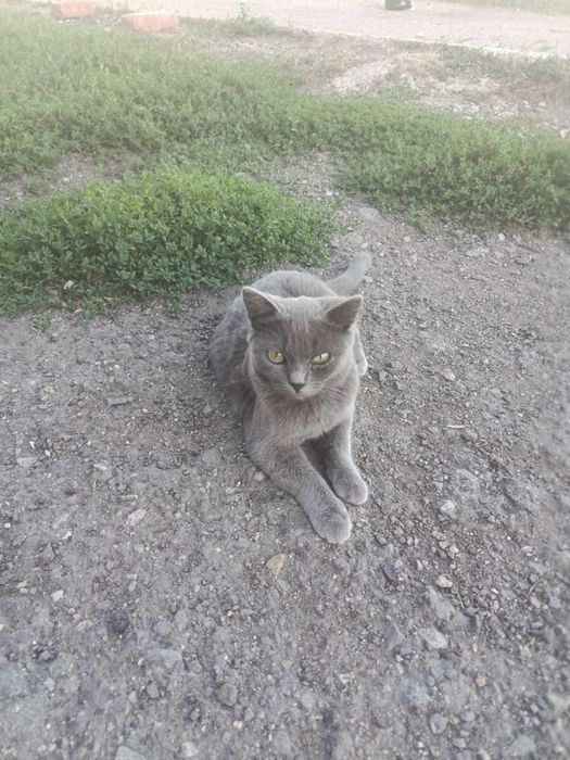 Кошка. Молодая ласковая