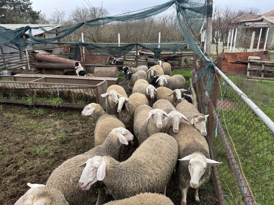 Продавам шилета 15 бр