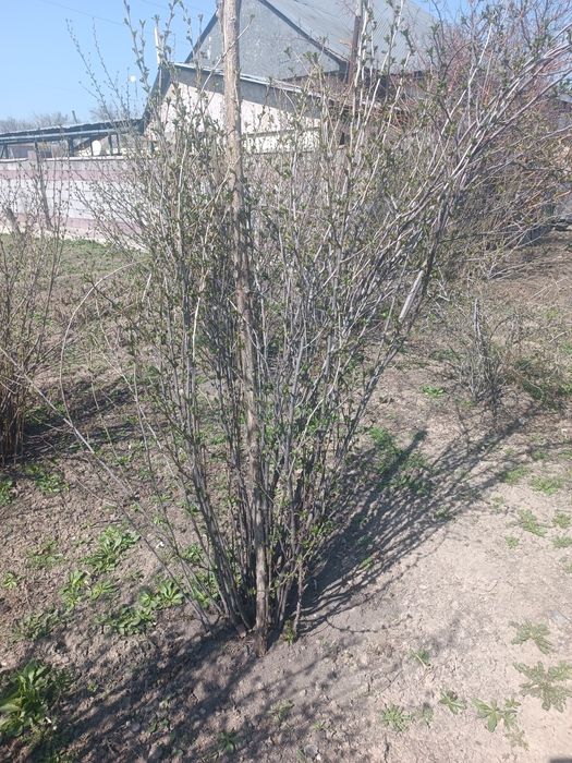 Саженцы смородины