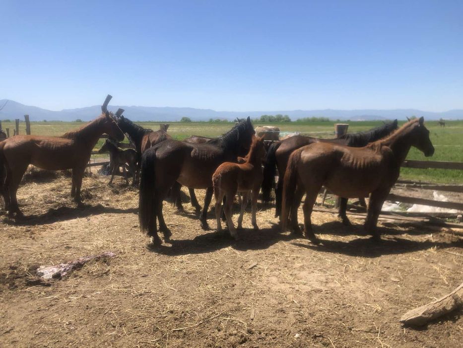 Кобили с кончета