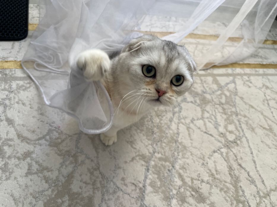 Продаётся очень красивый кот