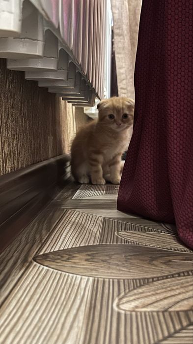 Котята скотиш фолд