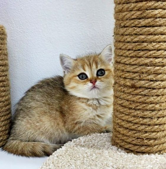 плюшки британские  девочки и мальчики