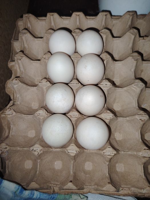 Инкубационное яйцо инддоуток