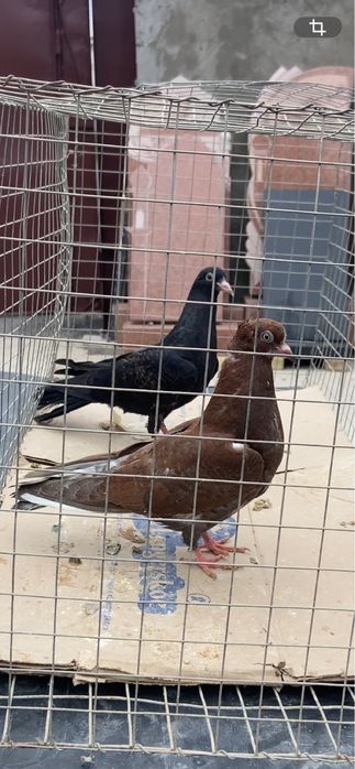 Голуби Чех, кормилка и бакинцы