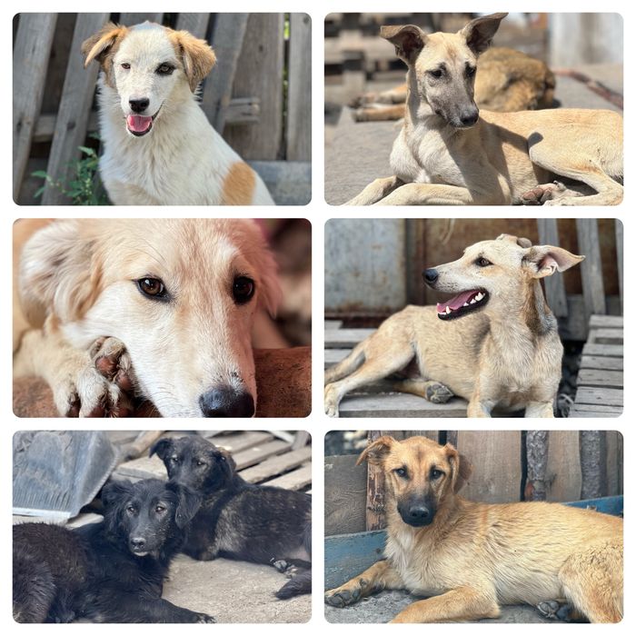 Собаки в хорошие руки