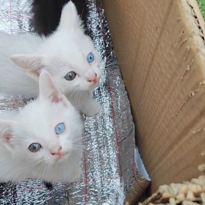 котята для радости и любви