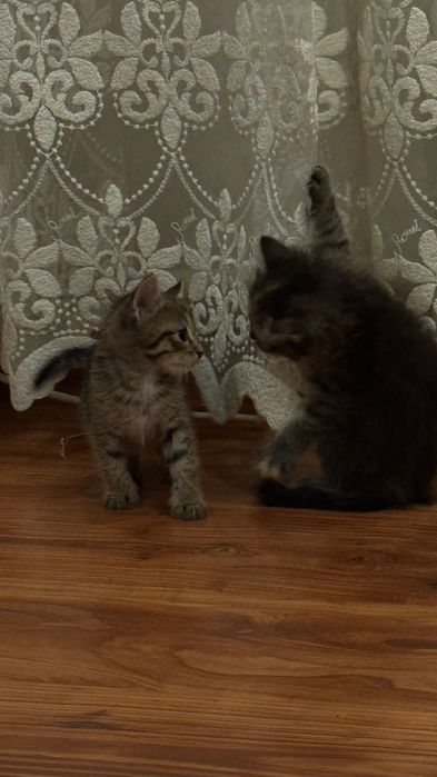 Мысықтар бериледи