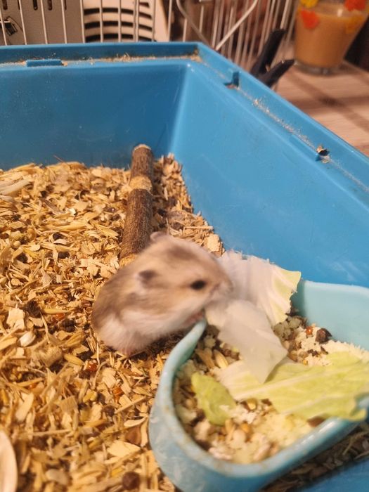 Джунгарские хомячки