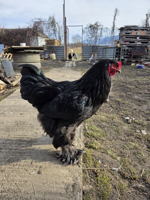 Ouă incubat Găini Brahma ,Austrolop