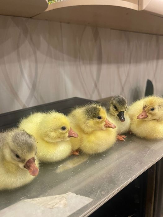 Гусята продам гуси