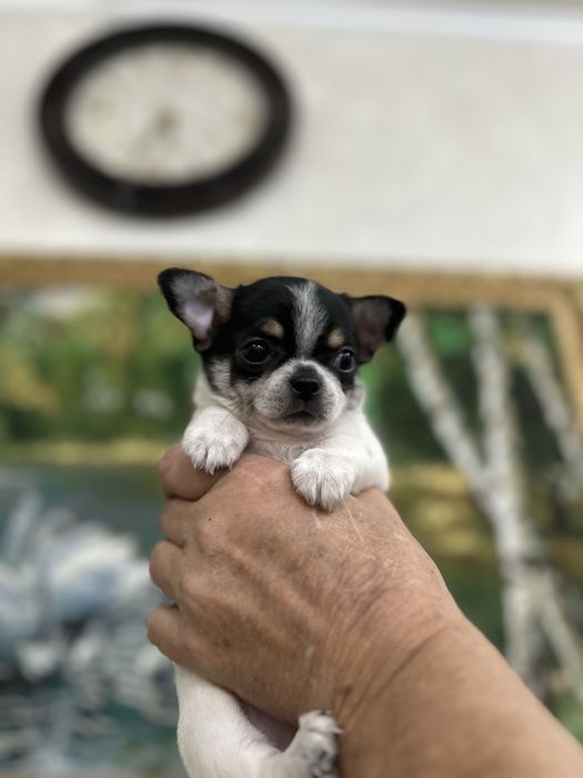 Коасивые мальчишки чихуашечки