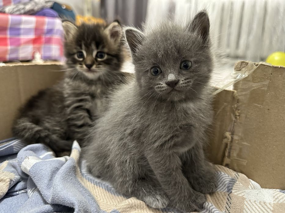 Котята 4  , ласковые, отдам в добрые рукИ!