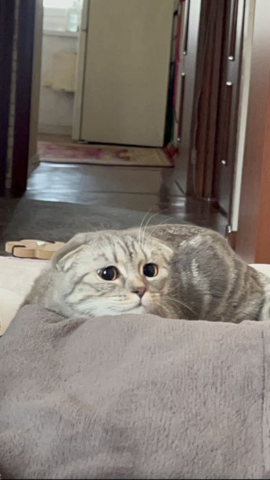 продается кошка вислоухая