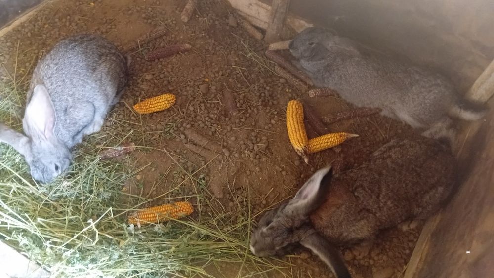 Қояндар сатылады