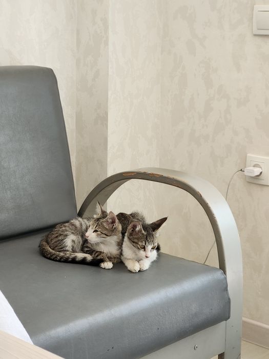 Отдам котёнков в хорошие руки за даром