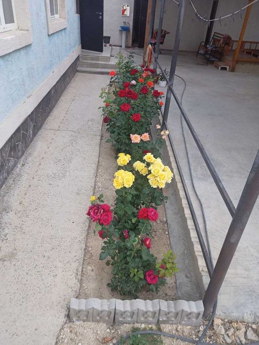 кызыл-төбе балауса көшесі