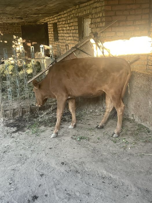 Сотилади йейиши яхши