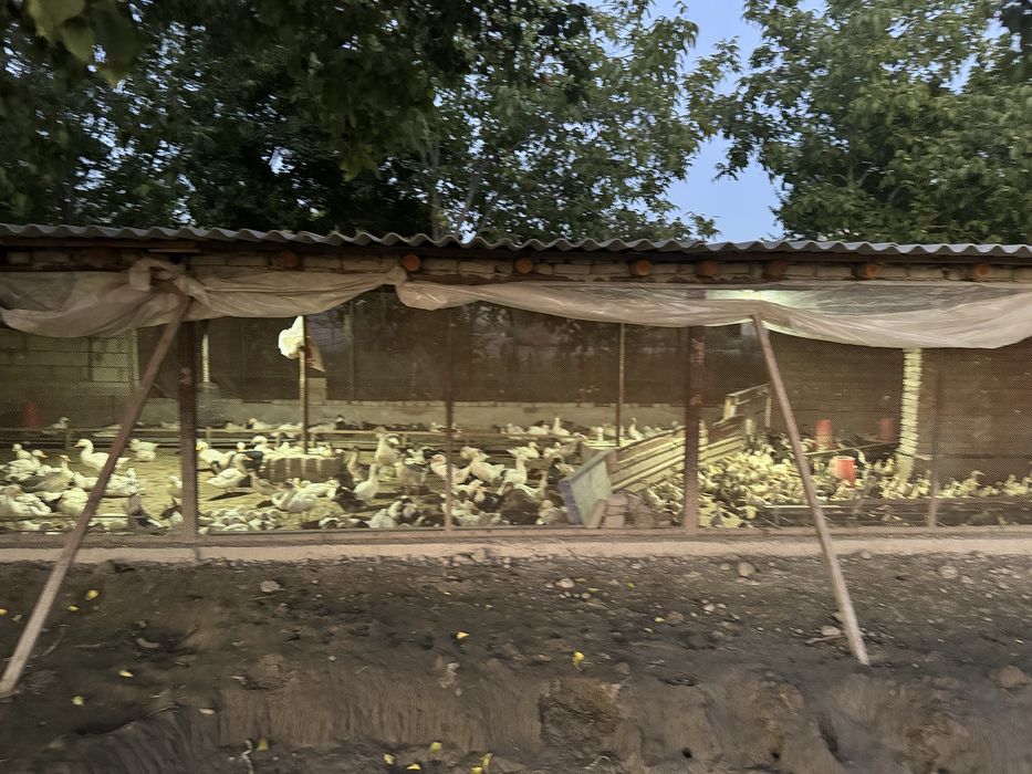 Урдак ва Гоз тухумлари сотилади