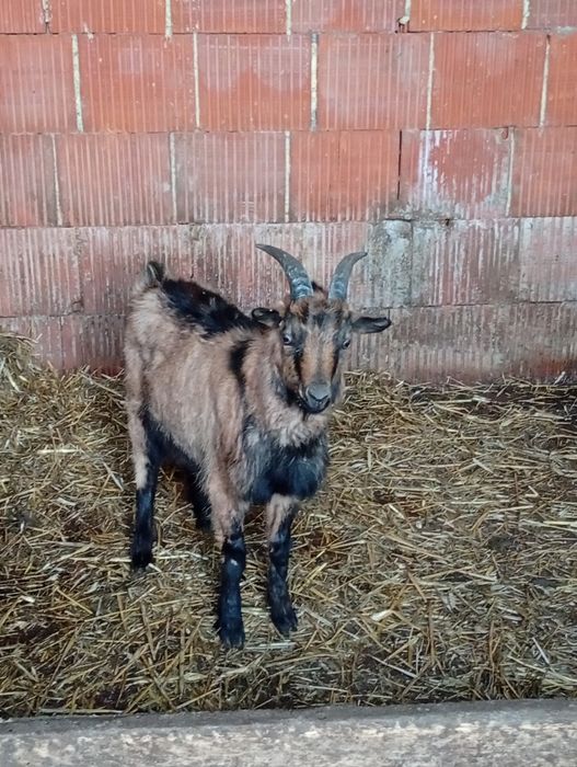 Schimb țap alpin Francez